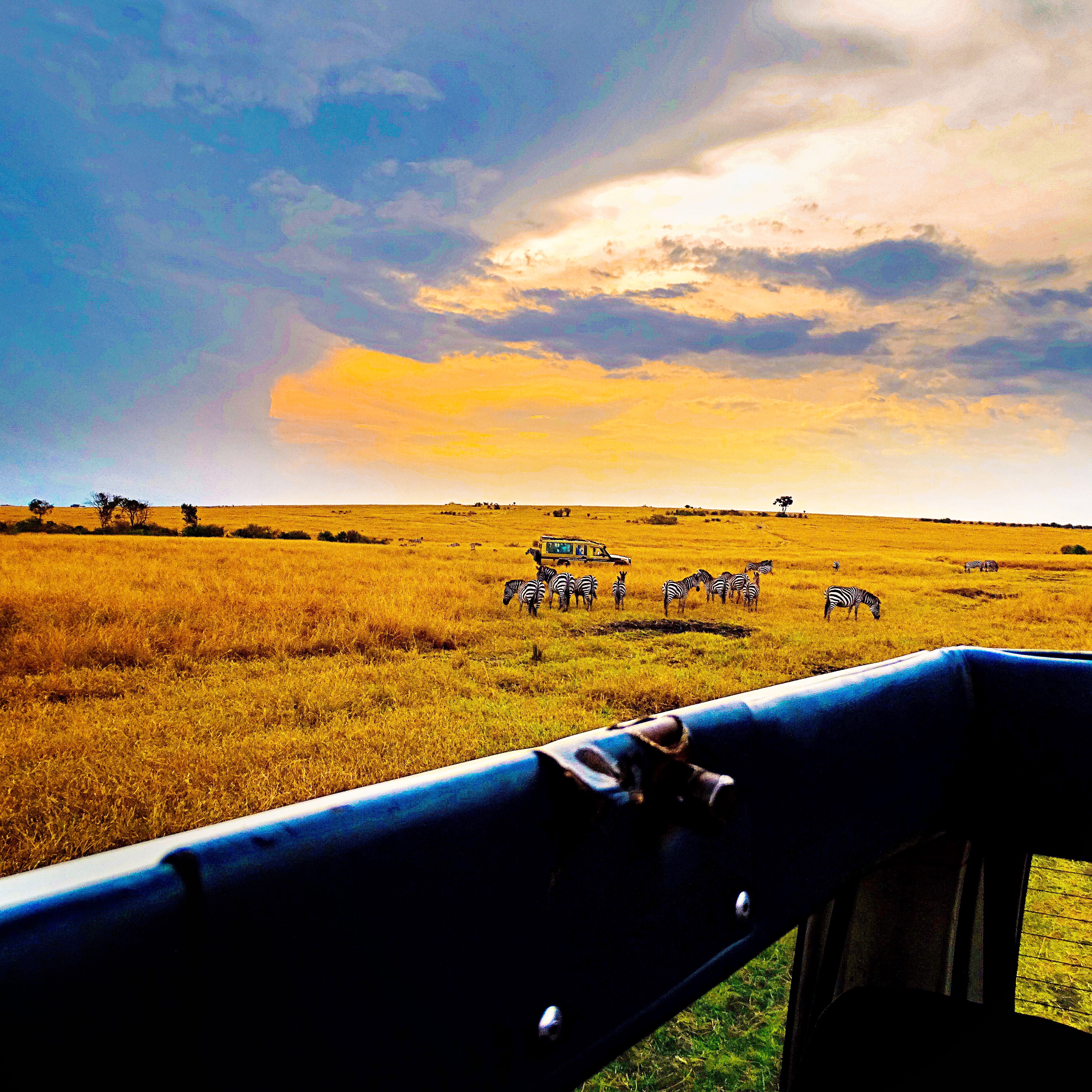 Masai Mara Safari: A First-Timer’s Guide to Kenya’s Wild Wonderland