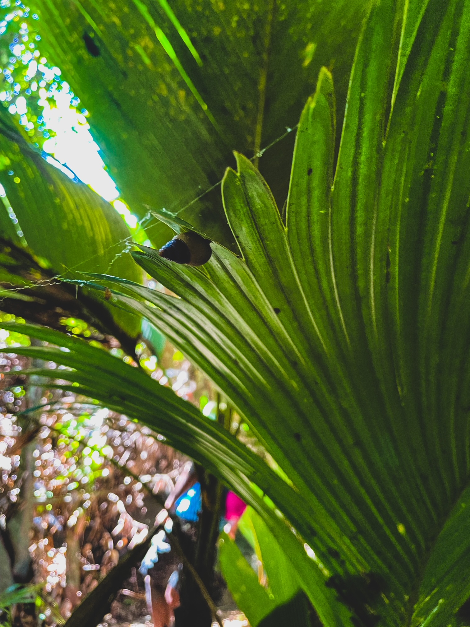 things to do in Seychelles