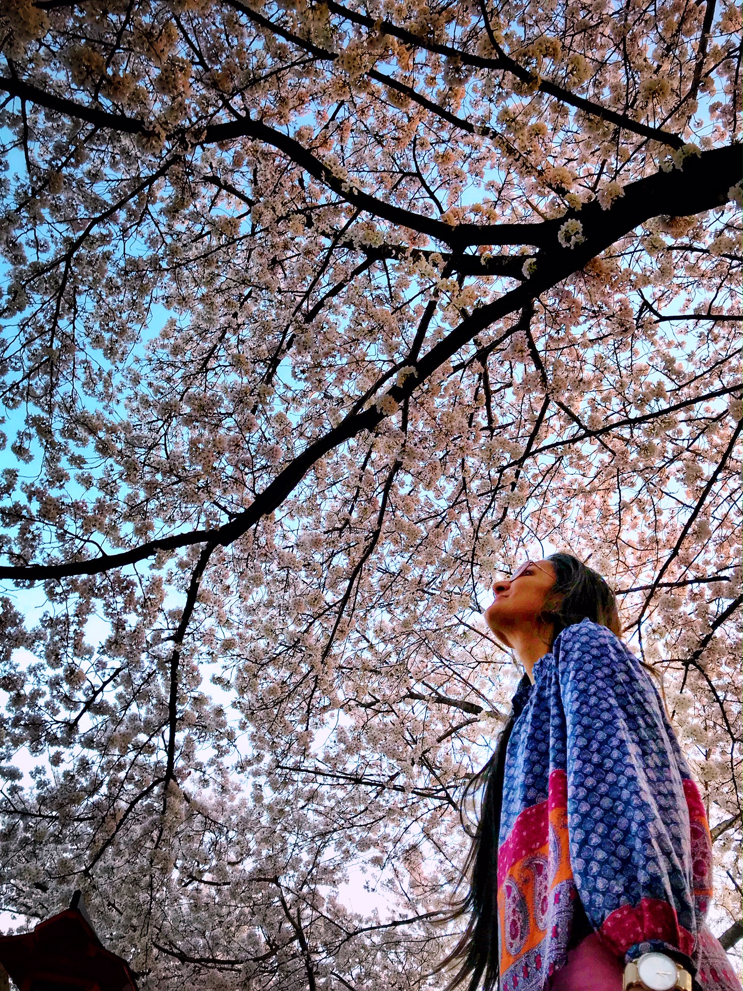 Japan Travel Guide: A Complete Itinerary for Tokyo, Kyoto, Osaka & Mount Fuji