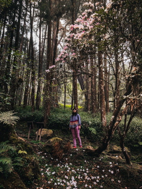 6-Day Taiwan Itinerary Cherry Blossoms, Temples, and Night Markets